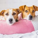 photo of two dogs sitting in a pink dog bed